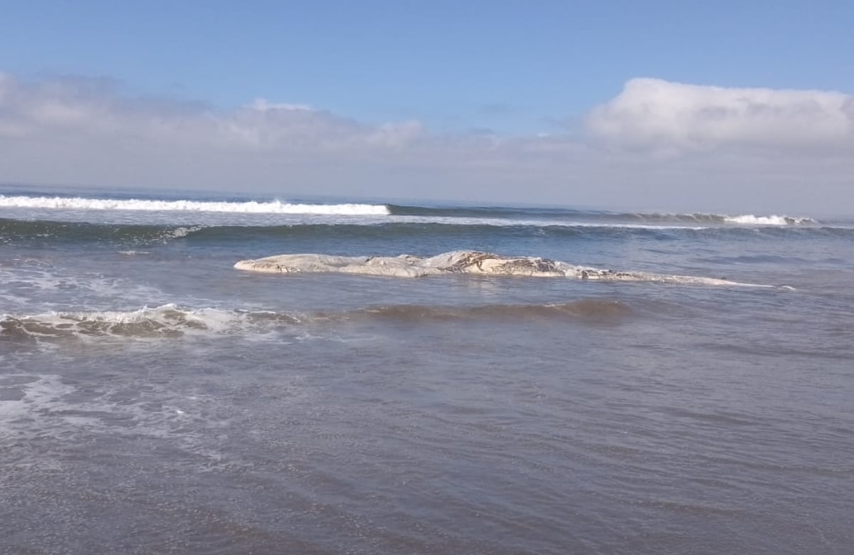 Hallan ballena muerta en bahía de Altata, Navolato