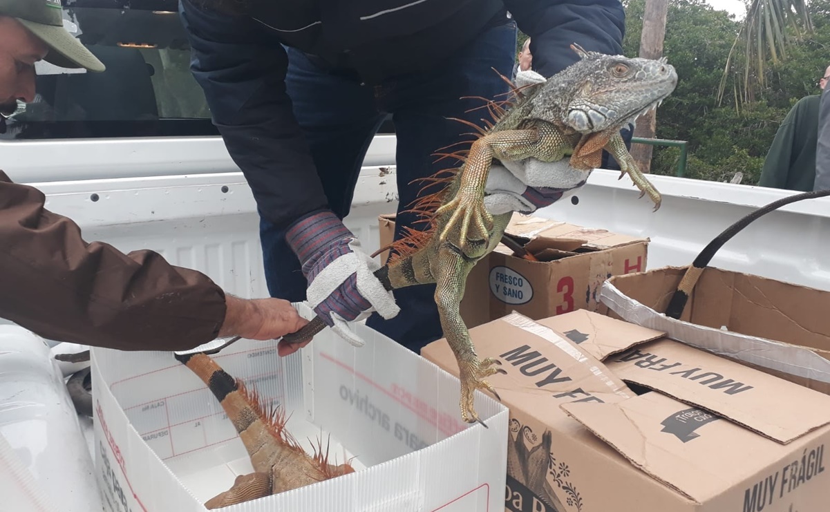 Rescatan a iguanas del frío en Laguna del Carpintero, Tamaulipas