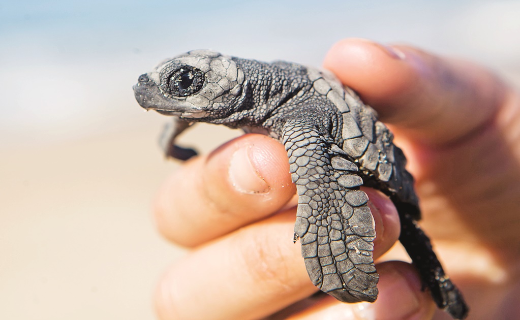 México obtiene certificación de protección a tortuga marina