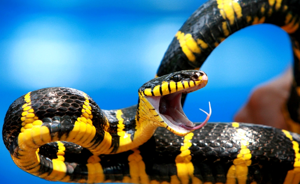 Snake venom: The key to cardiovascular health?