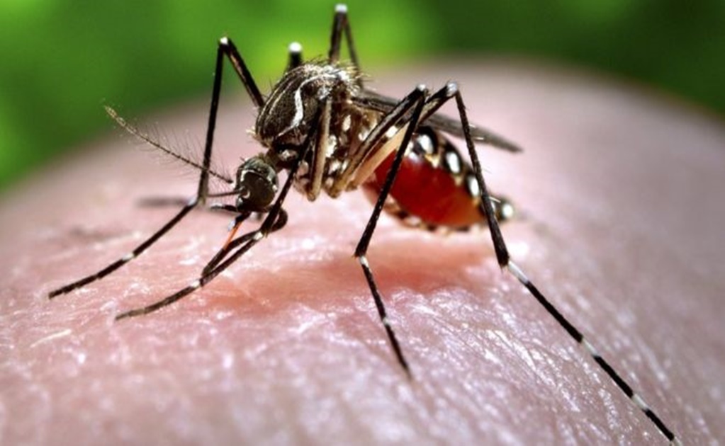 Documentan primer caso de zika originado en Yucatán