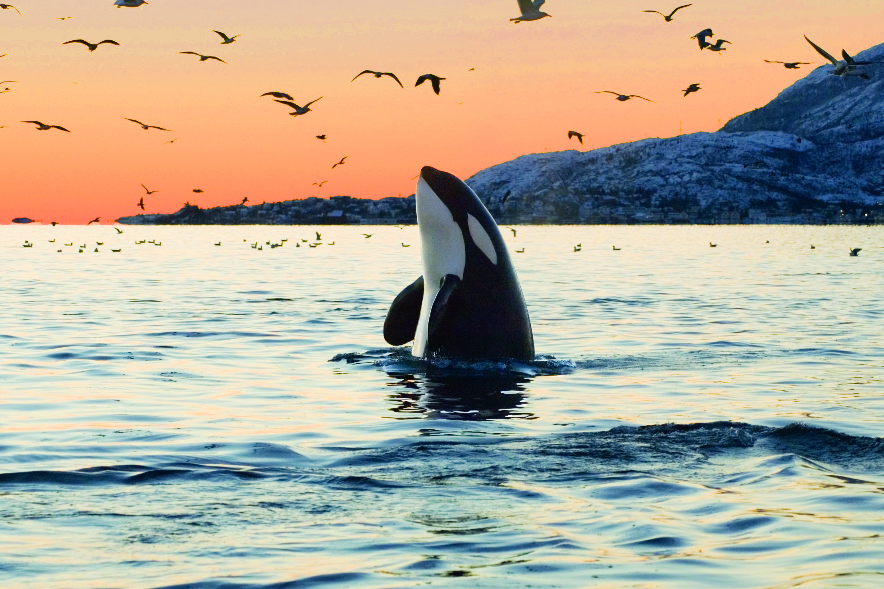 #Video: Avistamiento de ballenas en Canadá