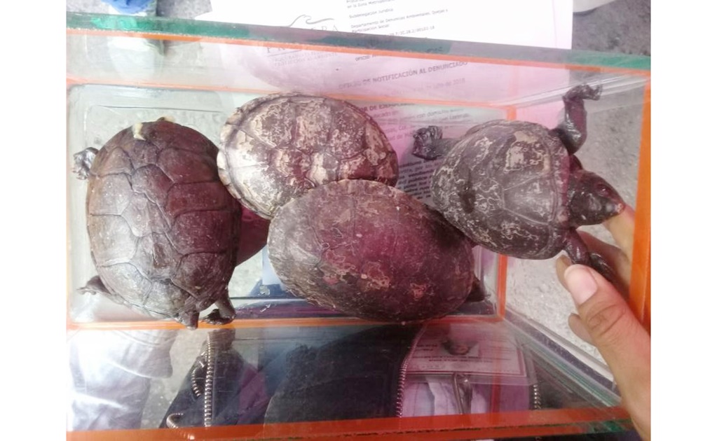 Aseguran cuatro tortugas en tianguis de Iztapalapa