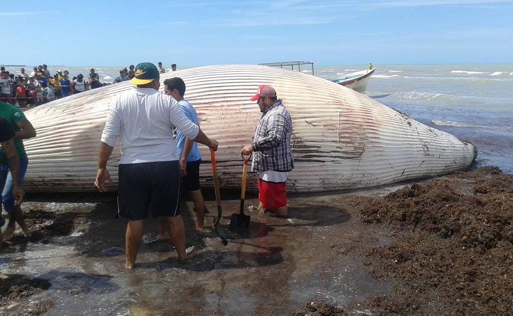 Analizan restos de ballena muerta en Yucatán
