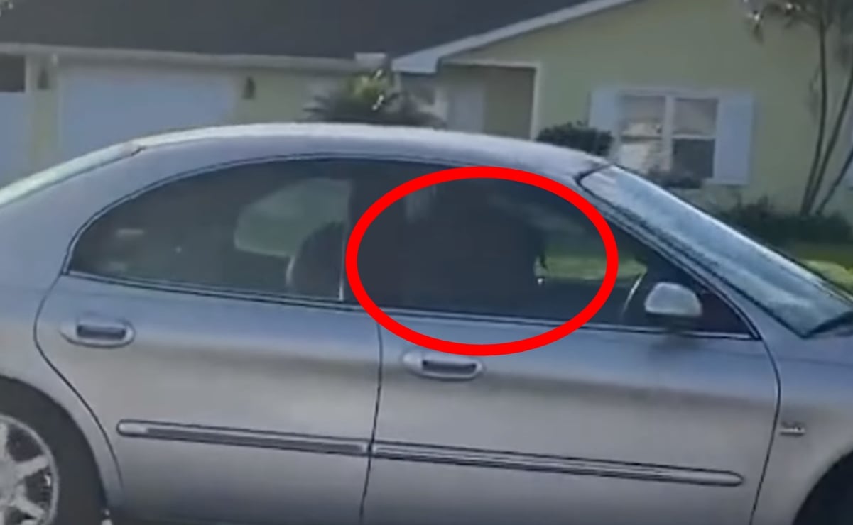 Captan en video a labrador manejando el auto de su dueño en Florida 
