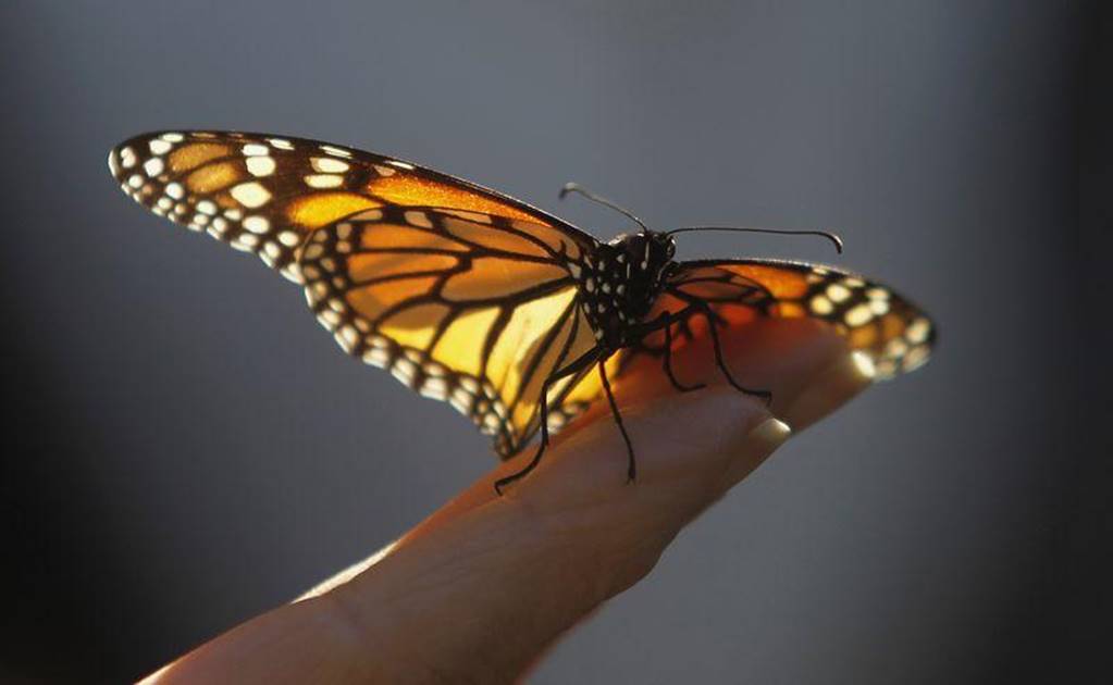 Monarch butterfly numbers flutter up, but still off recent highs