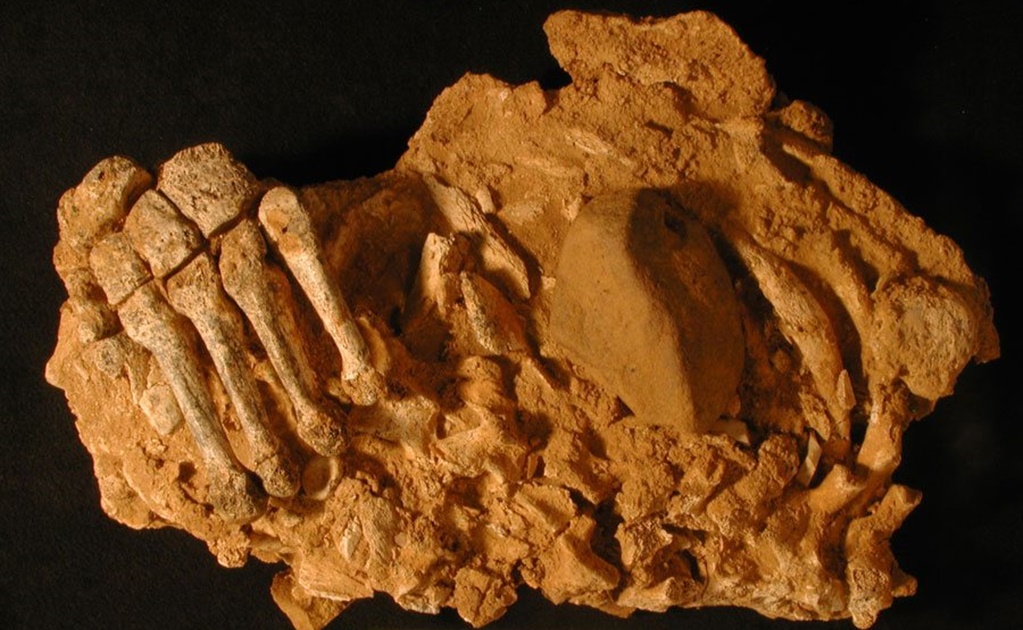 Descubren evidencias de canibalismo neandertal 