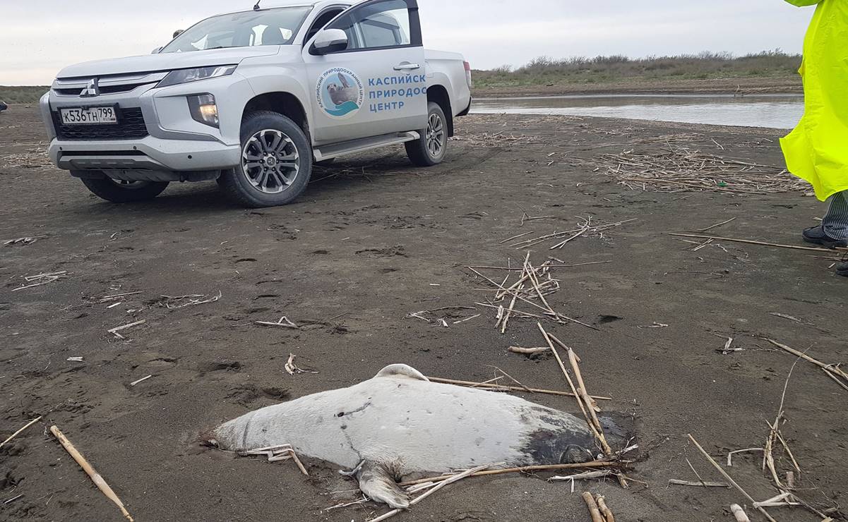 Hallan unas 170 focas muertas en las orillas del Mar Caspio, cerca de Rusia