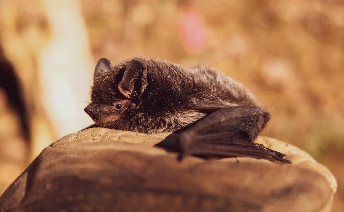 Además del murciélago, ¿qué otros animales pueden transmitir la rabia?