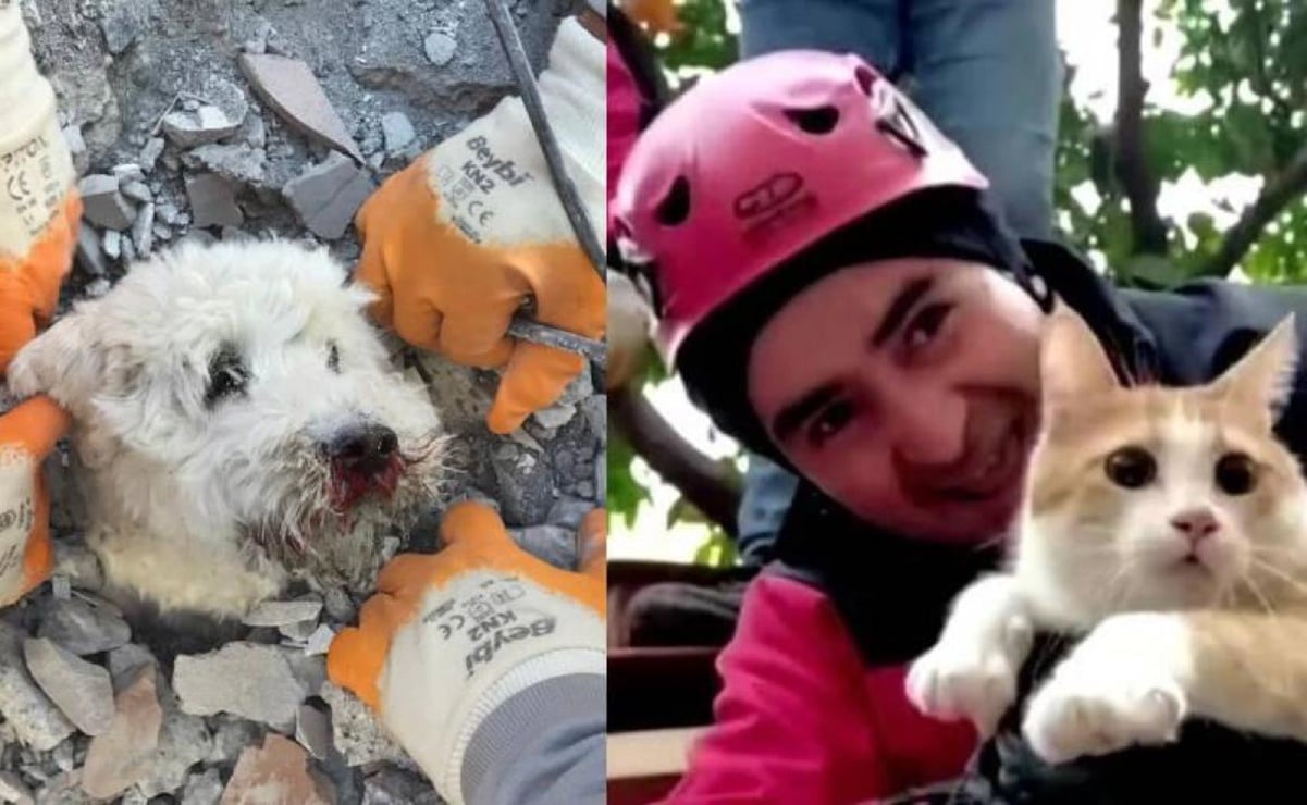 VIDEO: Conoce a las mascotas que fueron rescatadas bajo los escombros en Turquía