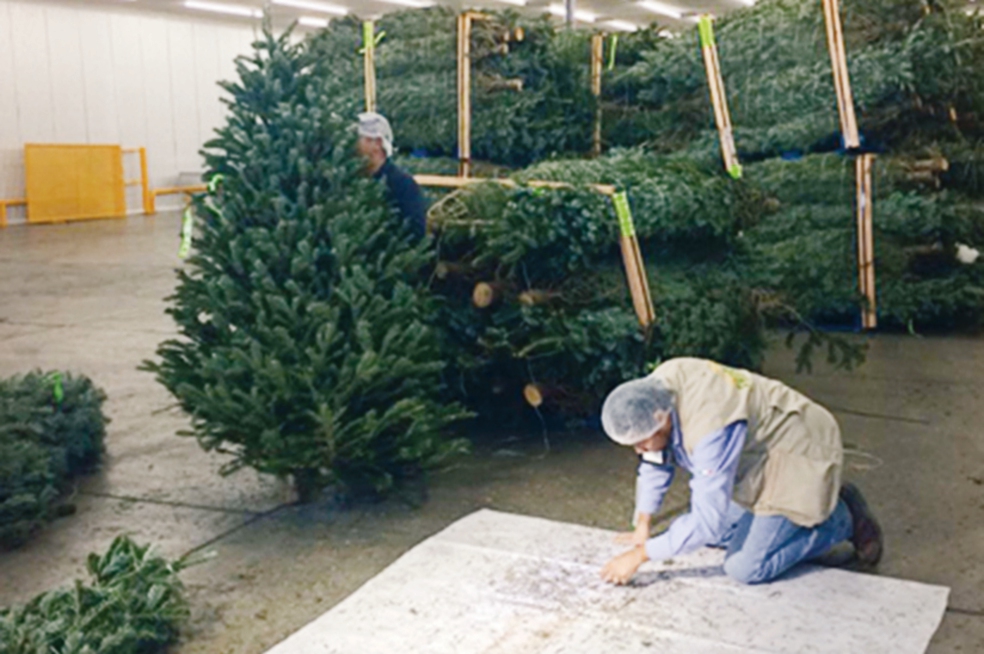 Profepa incauta 1,400 árboles de Navidad