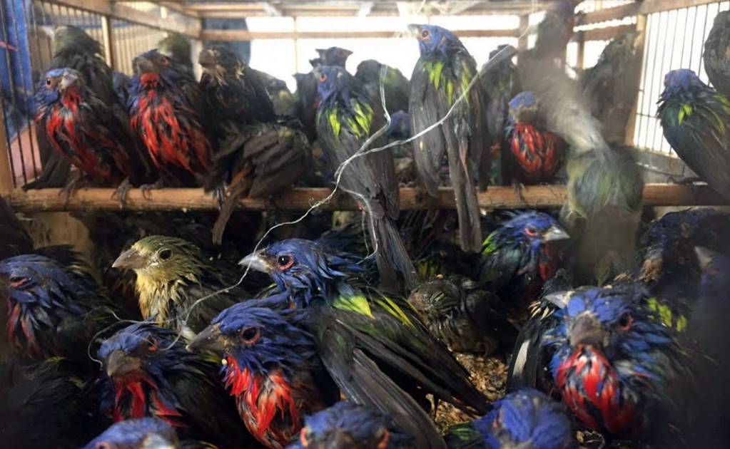 Asegura Profepa 218 aves silvestres en Nayarit