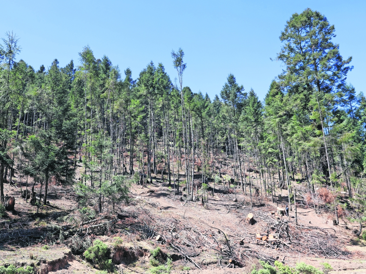 Crean guardia civil para combatir tala en bosque de Edomex