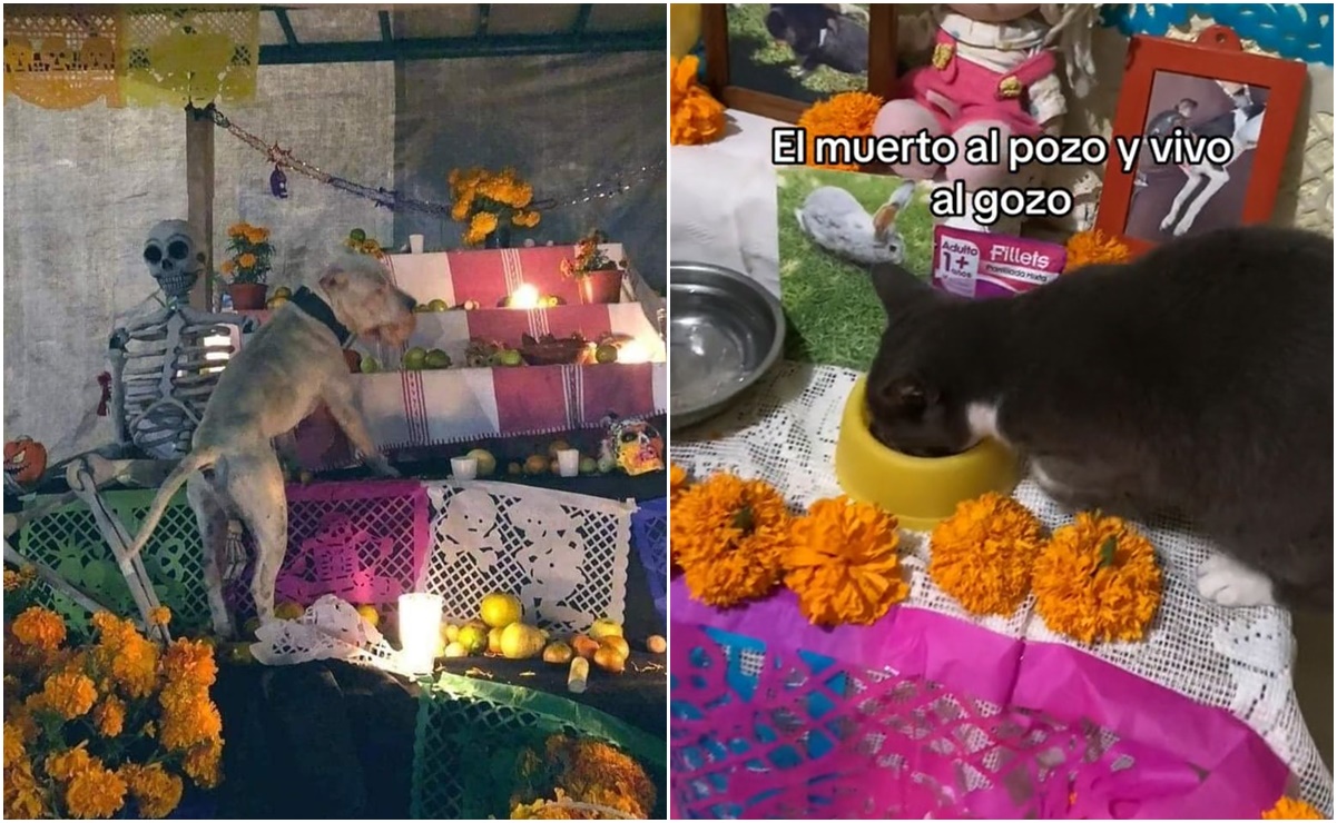 Mascotas "traviesas" arrasan en TikTok con trend “El muerto al pozo y el vivo al gozo”