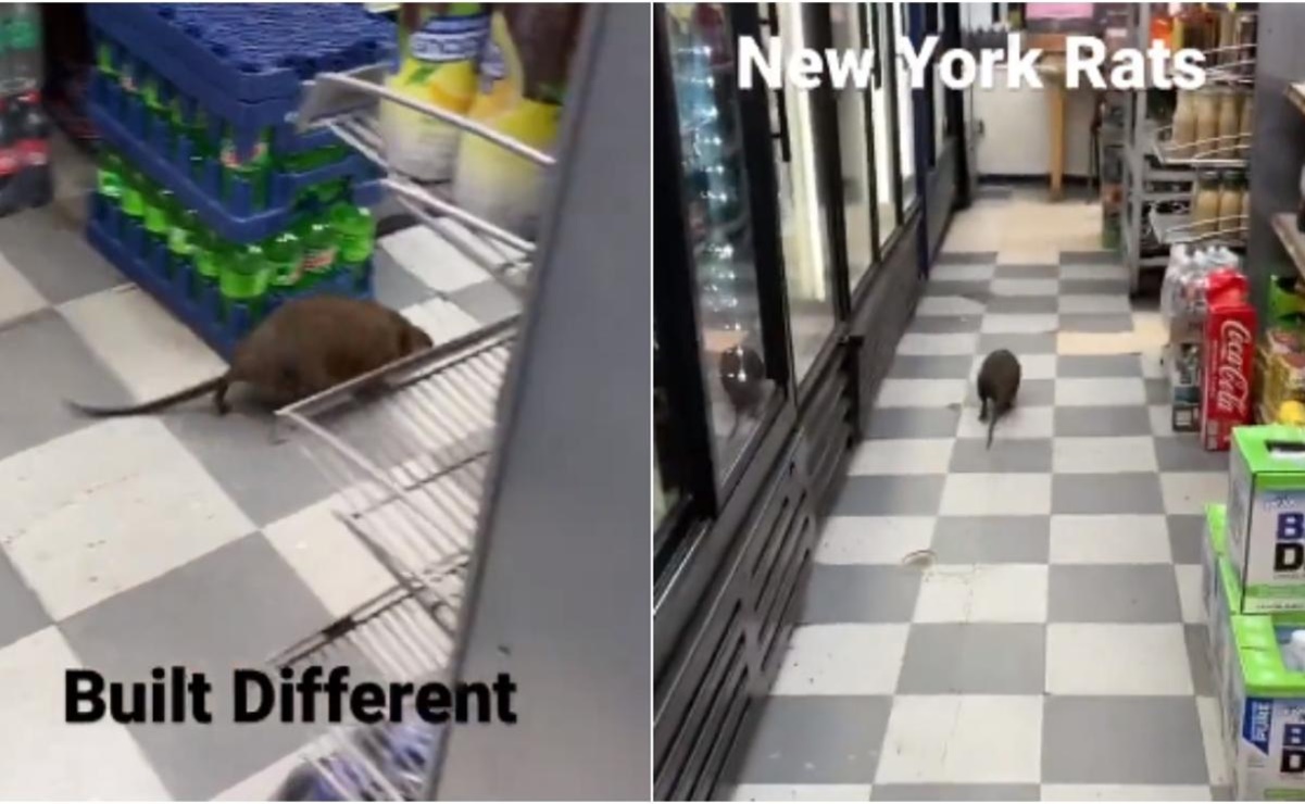¡Parece un perro! Captan impresionante video de enorme rata en local de Nueva York