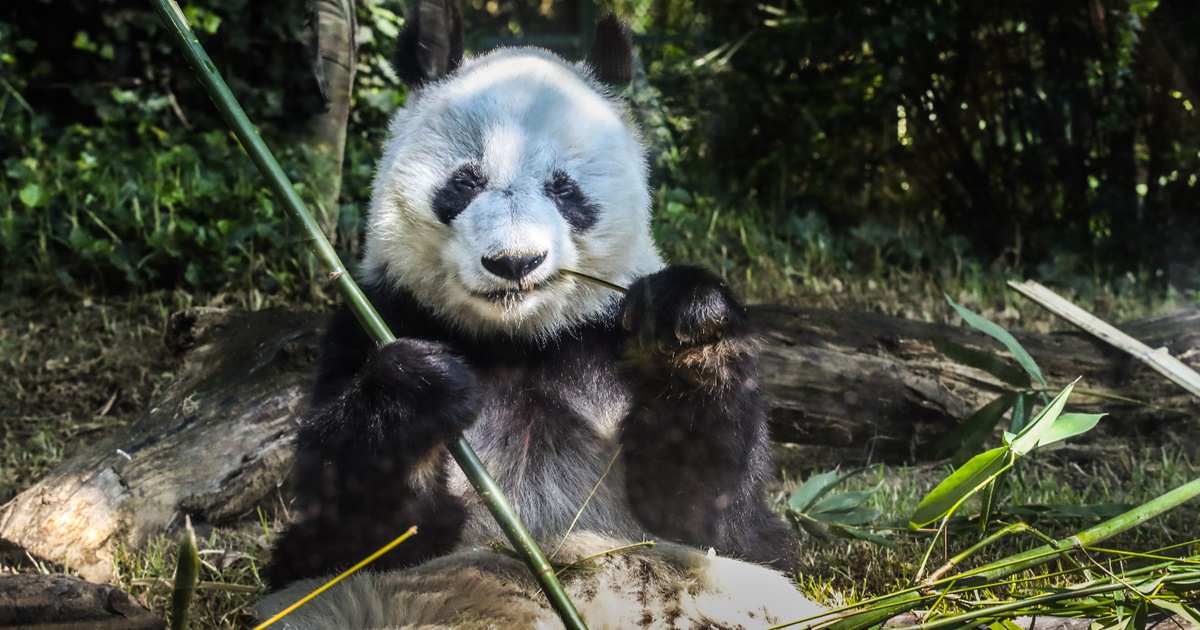 Los pandas evolucionaron para comer bambú hace seis millones de años 