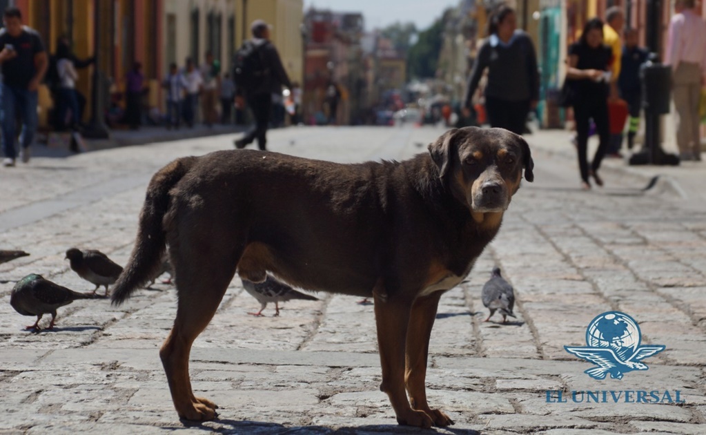 "Mazapán", el perro bailarín más famoso de Oaxaca 