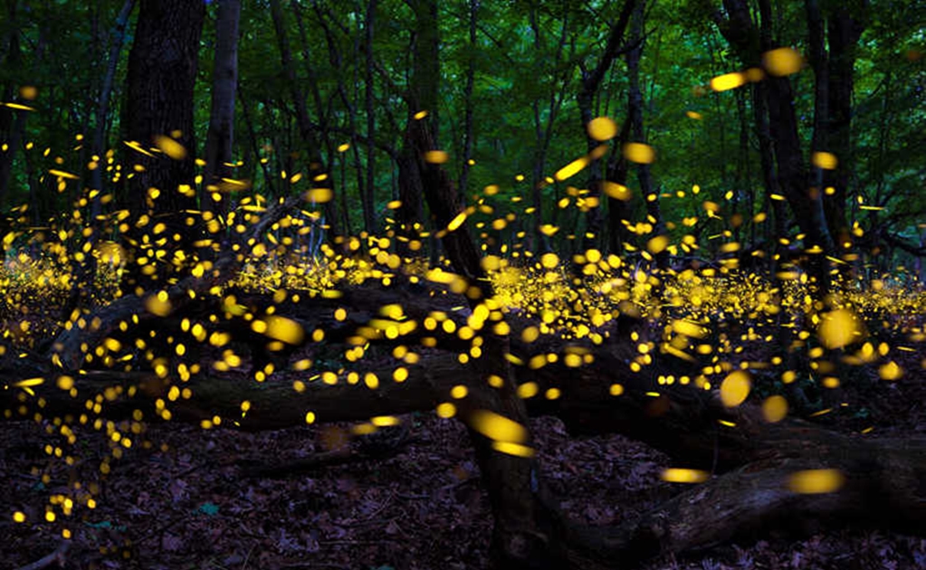 Cortejos sexuales luminosos que ayudan a la biodiversidad