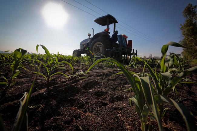 Región Centro-Bajío produce 22.7% del sector agrícola 