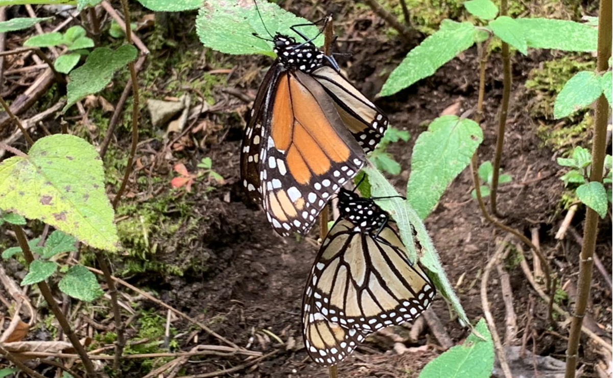 Disminuyó 60% la migración de mariposas monarca en el Edomex, reporta WWF México