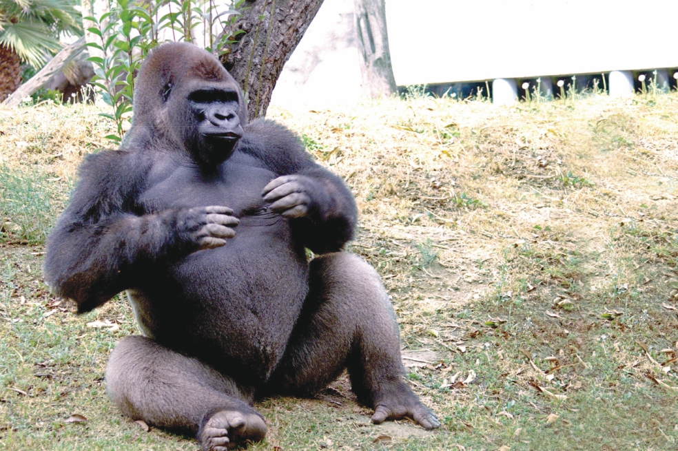 Sin definir, la causa de la muerte del gorila 'Bantú'