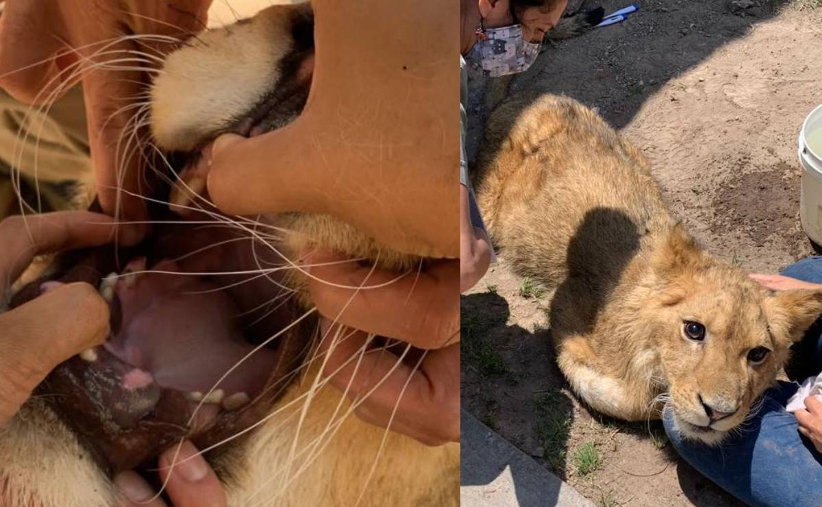 ¡Le cortaron garras y lo descolmillaron!, Salud de león africano hallado en Ecatepec es mala: Profepa 