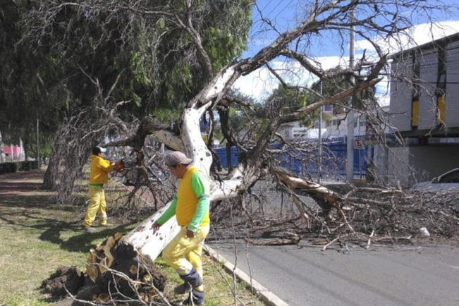 Viento deja árboles caídos en la capital 