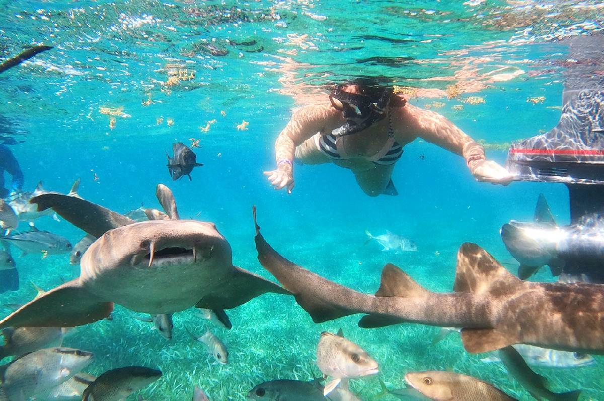 Nada con amigables tiburones nodriza en el Caribe