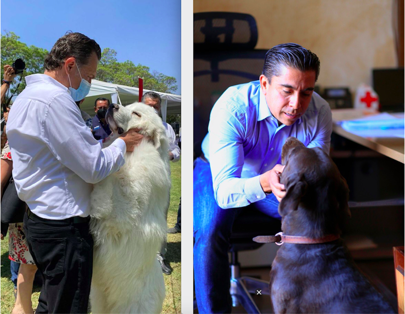 Video. Con fotos en redes sociales, políticos celebran el Día Mundial del Perro