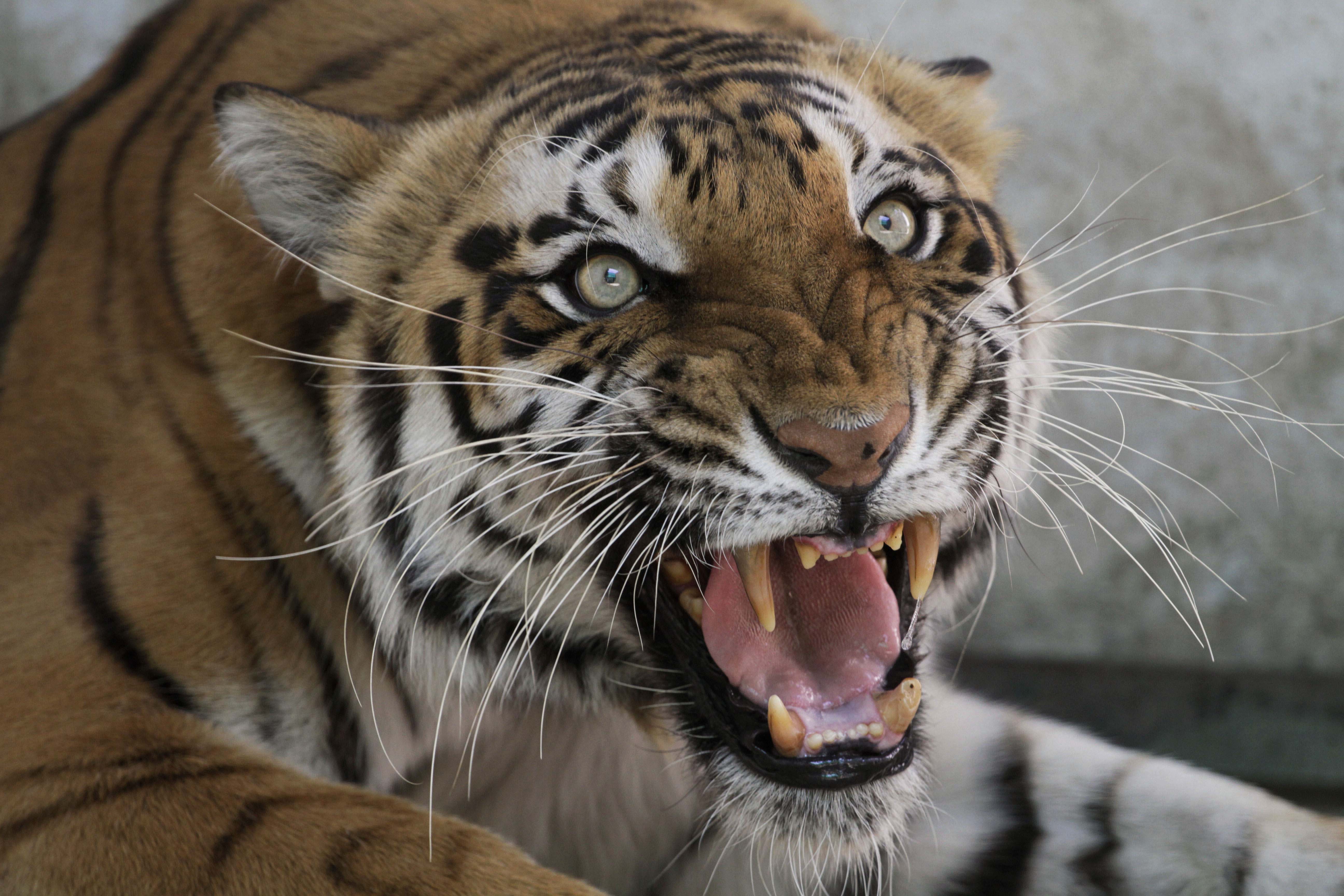 Cuidador de un zoo chino que vendía "vino de tigre" muere atacado por felino