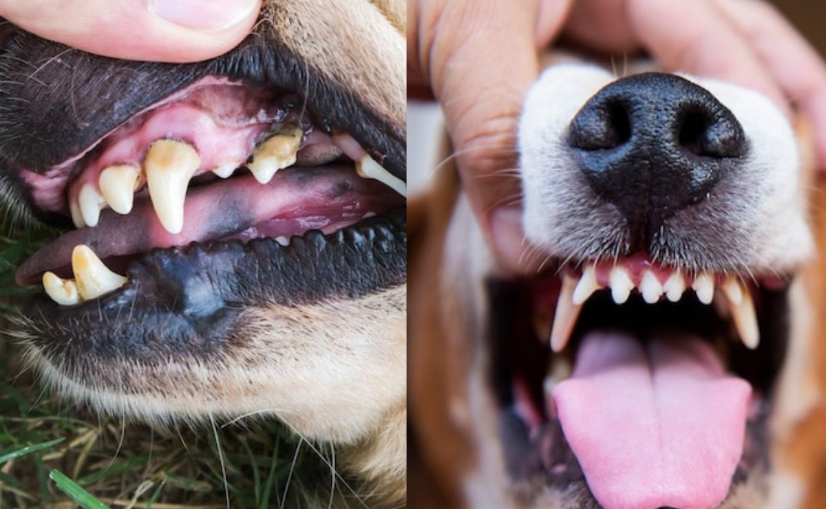 Aprende a desinflamar la encia de tu perro, según expertos