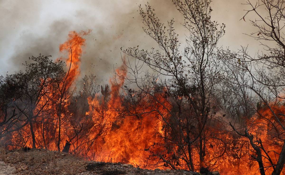 Clima seco provoca más de 300 incendios en Nuevo León