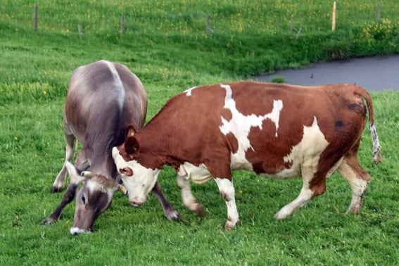 Niño de 7 años es golpeado en la cabeza por una vaca en Tamazula, Durango