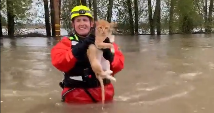 Video. Bombero rescata a gato de inundación en Salem