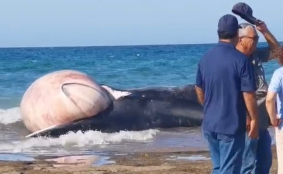 Triste desenlace: ballena rescatada en Puerto Peñasco regresó a la playa muerta