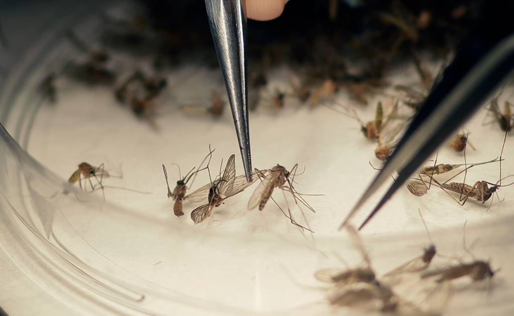Brasil firma acuerdo con EU para desarrollar vacuna contra zika