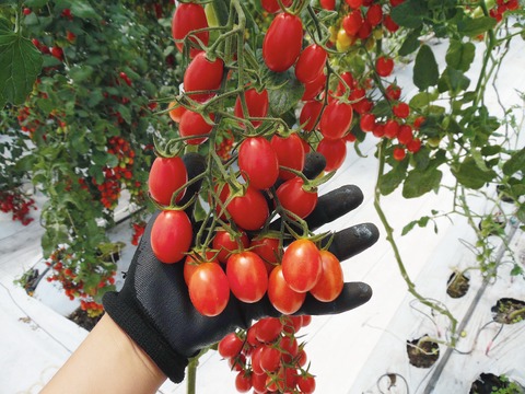 Rinde frutos plan de producción de tomate uva sweetheart