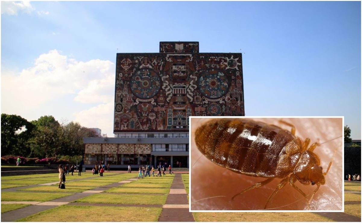 UNAM asegura que sus edificios no son favorables para “hospedar” chinches; explica las razones