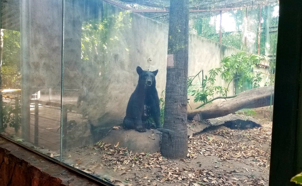 Rescatan a oso negro en Sinaloa; la especie está en peligro de extinción