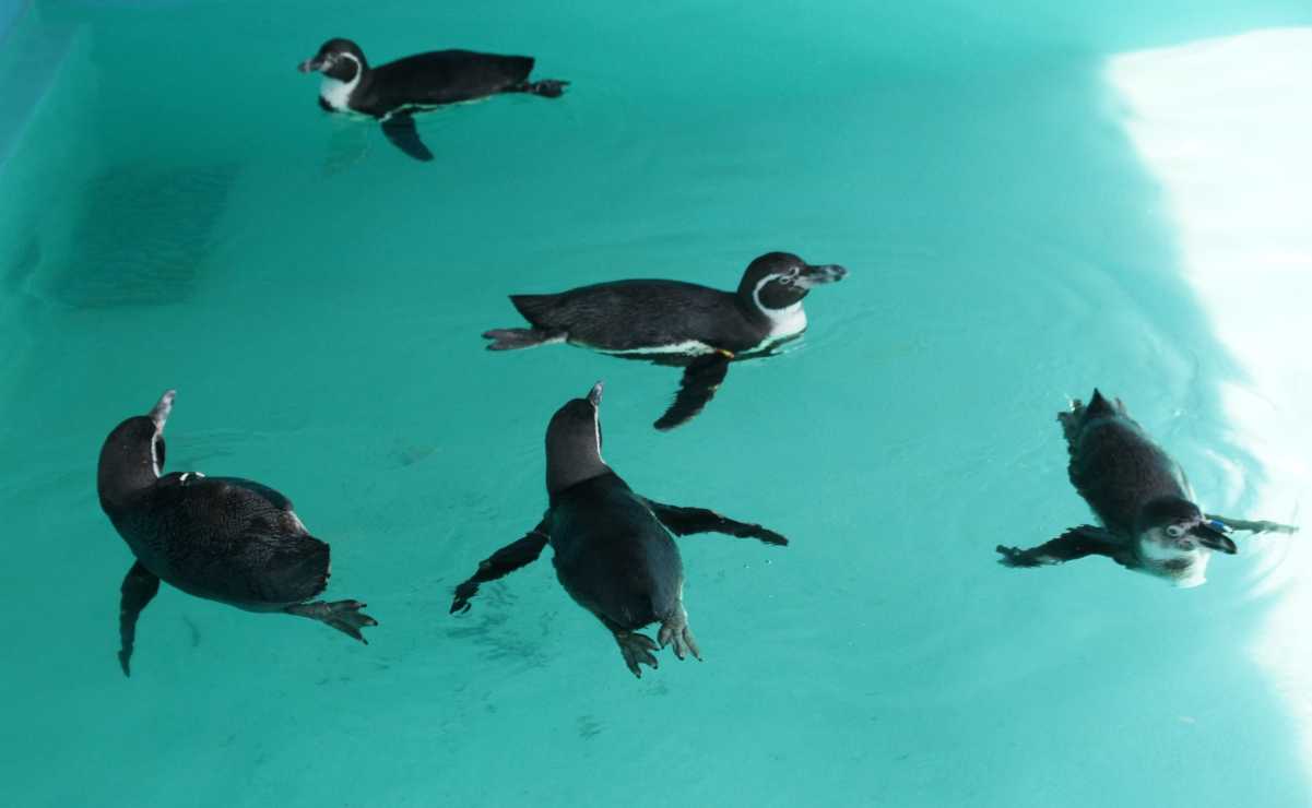 ¡Chapultepec tiene nuevos inquilinos! Llegan cinco pingüinos procedentes de Japón