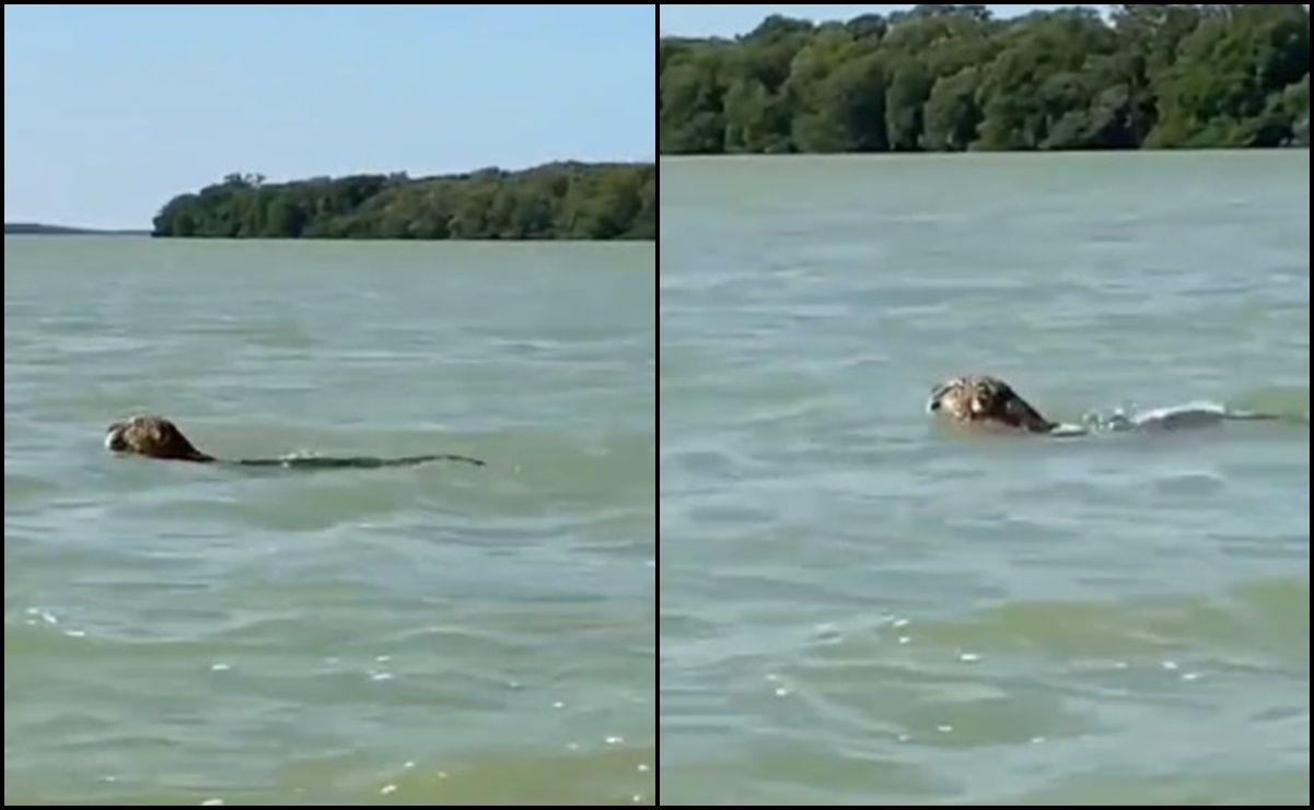 VIDEO: Captan a jaguar nadando en Celestún, Yucatán