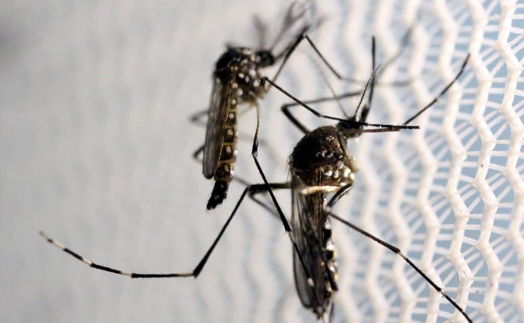 Florida reporta evidencia de transmisión local de virus de Zika en EU