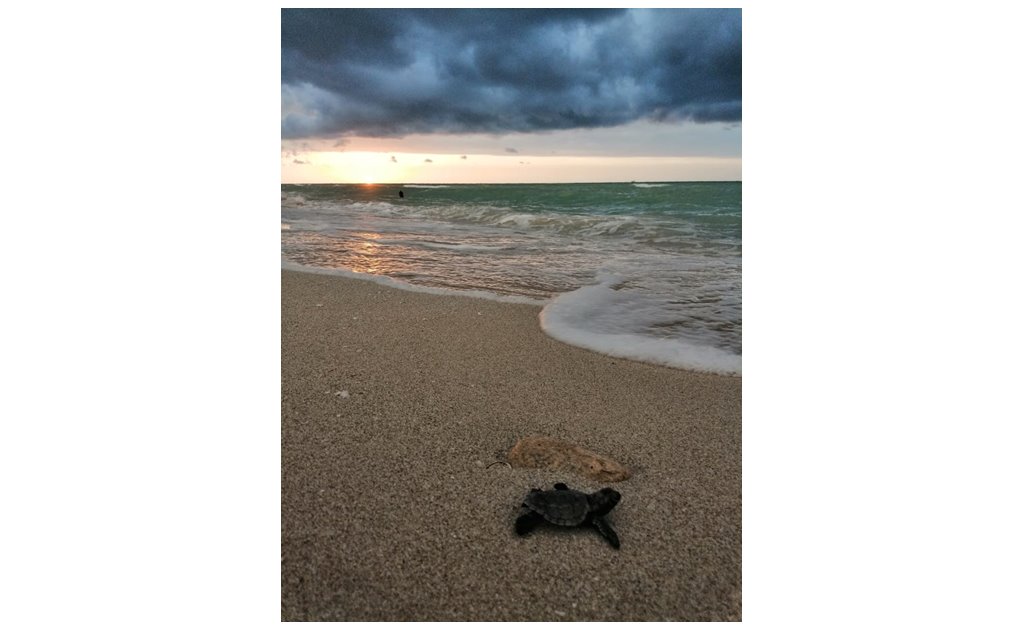 Liberan 2 mil 291 crías de tortuga marina en Yucatán