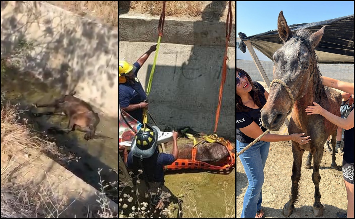 VIDEO Rescatan a un caballo de canal pluvial en Baja California Sur
