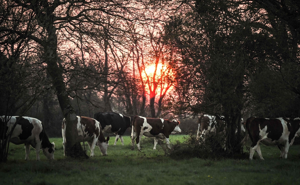 Crean "orinal" para vacas en Holanda; buscan reducir emisiones de gas invernadero