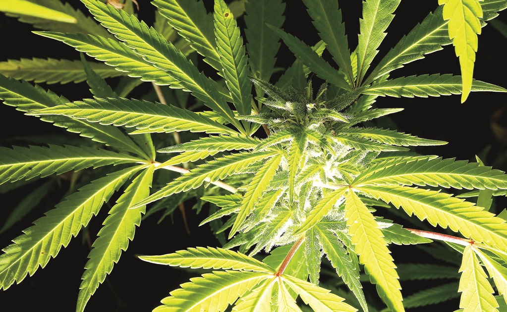 Cofepris asegura no tener solicitudes para importar cannabis