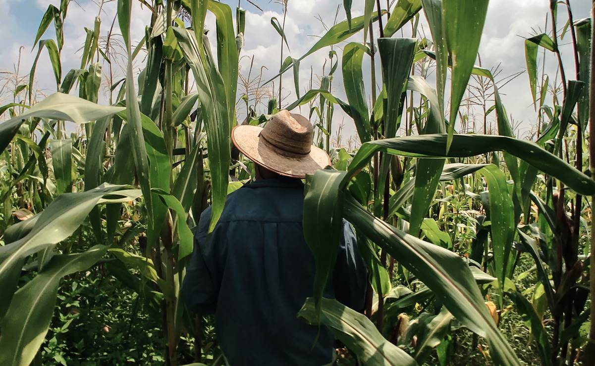 Documental sobre el maíz será exhibido en la Cineteca Nacional 