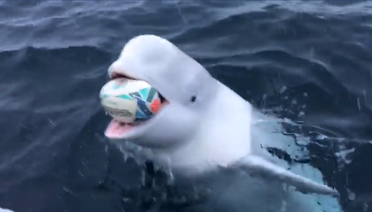 Captan a una ballena beluga jugar rugby con un marinero 