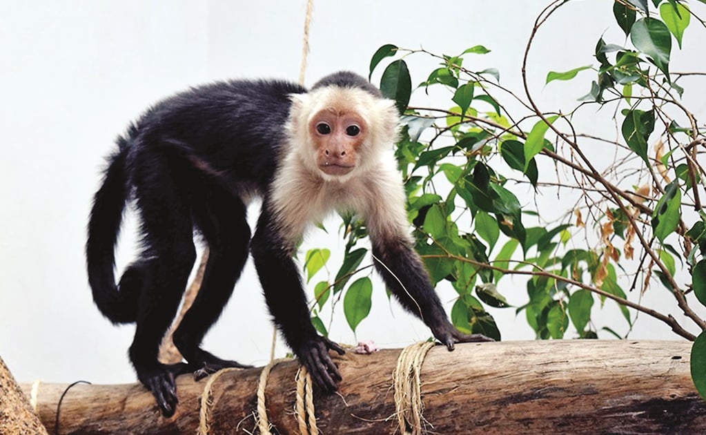 Mono capuchino vivirá en zoológico de Chapultepec 