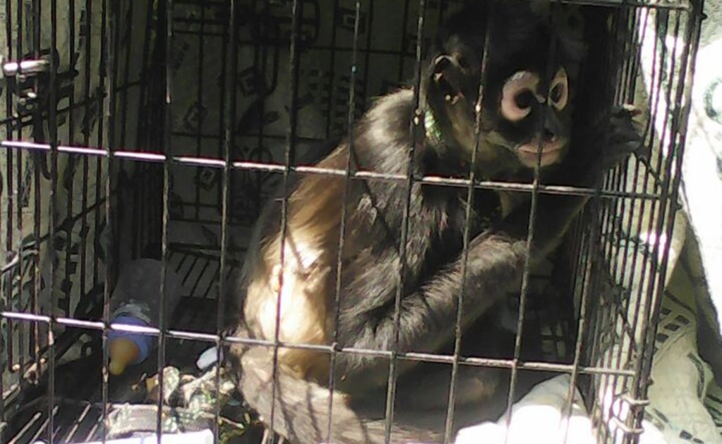SSP capitalina rescata a mono araña de casa en Iztacalco